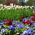 Mezcla de variedades de tulipanes blancos y jardín - conjunto de bulbos y semillas - 