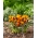 Crocus Orange Monarch - 10 pcs. - 