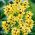 Ixia – Yellow Emperor - 25 pcs; corn lily
