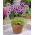 Leucocoryne purpurea Andes - 10 peças; glória do sol - 