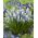 Hyacint hroznů - Muscari Mountain Lady - 10 ks - 