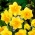 Double daffodil Apotheose - 5 pcs