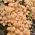Champignon de miel - Grand paquet - 100 pièces - bouchons de frai, bouchons de mycélium - 