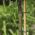 230-mm drevesna, grmovnica in druge rastlinske vezi - 30 kosov - 