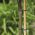 350-mm drevesna, grmovnica in druge rastlinske vezi - 12 kosov - 