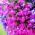 Lobelia Riviera Rose种子 -  Lobelia pendula  -  3200粒种子 - Lobelia erinus - 種子