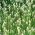Канарско семење траве - Пхаларис цанариенсис - 600 семена - Phalaris canariensis