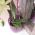 Oală rotundă cu flori de orhidee - Coubi DUOW - 13 cm - Violet - 