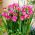 Фрезия с двойно розово - 10 луковици - Freesia