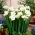 Freesia Single White - 10 květinové cibule