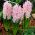 Hyacint Lady Derby - 3 ks. -  Hyacinthus orientalis