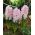 レディダービーヒヤシンス -  3個。 -  Hyacinthus orientalis