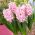 Aşk sümbül çift Prens - aşk sümbül Çift Prens - 3 ampul - Hyacinthus