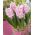 Hiacintas - Prince of Love - pakuotėje yra 3 vnt - Hyacinthus
