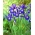 Iris hollandica Saphire Beauty - 10 květinové cibule - Iris × hollandica