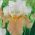 アイリスゲルマニカお祝いスカート - 球根/塊茎/根 - Iris germanica