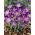Açafrão da floresta Whitewell Purple - 10 peças; açafrão precoce, açafrão de Tommasini - 