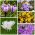 Crocus à grandes fleurs - 5 variétés - 100 pcs - 