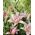 Lys Asiatique - Elodie  - Lilium Asiatic Elodie