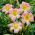 Hemerocallis, 옥 잠 화 캐서린 우드 베리 - bulb / tuber / root - Hemerocallis hybrida Catherine Woodberry