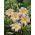 Daglelies Catherine Woodberry - Hemerocallis hybrida Catherine Woodberry