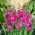 唐菖蒲Byzantinus  -  10个洋葱 - Gladiolus 