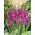 Gladiolus Byzantinus - 10 kvetinové cibule