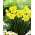 آبشار موز Daffodil - 5 عدد - 