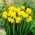Narcissus Jonquilla मिठास - 5 बल्ब - 