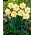 Daffodil Manly - 5 ชิ้น; ดอกนาซิสซัส - Narcissus