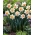 Narcissus Replete - Daffodil Replete - 5 bulbs