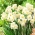 수선화 쾌활함 - 수선화 쾌활함 - 5 알뿌리 - Narcissus