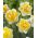 Double daffodil Doctor Witteveen - 5 pcs