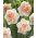 Dvojitý narcis Flower Surprise - 5 ks - 