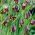 Fritillary של Elwes, Fritillaria elwesii - 5 יח ' - 