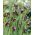 Grünstreifige Fritillarie - Fritillaria elwesii - 5 Stück