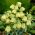 Blekblomstret fritillær - Fritillaria pallidiflora