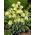 fritillary شاحب - Fritillaria pallidiflora - 