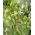 Fritillary hermónico - Fritillaria hermonis ssp. amana - 5 piezas