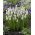 Muscari sibiřský tygr - hyacint hroznů sibiřský tygr - 10 květinové cibule