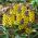 Nước hoa vàng Muscari - Nước hoa vàng nho Hyacinth - 3 củ