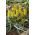 Muscari Golden Fragrance - Hroznová hyacint Golden Fragrance - 3 cibuľky