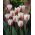 Tulipe Beau Monde - paquet de 5 pièces - Tulipa Beau Monde