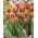 Tulipa Brown Sugar - Tulip Brown Sugar - 5 bulbs