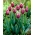 Tulppaanit Chansonette - paketti 5 kpl - Tulipa Chansonette