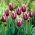Tulipa Songbook - Tulip Songbook - 5 Bulbs - Tulipa Chansonette