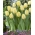 Tulp Creme Flag - pakket van 5 stuks - Tulipa Creme Flag