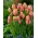 Tulipa Dragon King - Tulip Dragon King - 5 bulbs