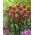 Tulipa Elegant Crown - pacote de 5 peças