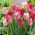 Lale Yarımküre - 5 adet - Tulipa Hemisphere